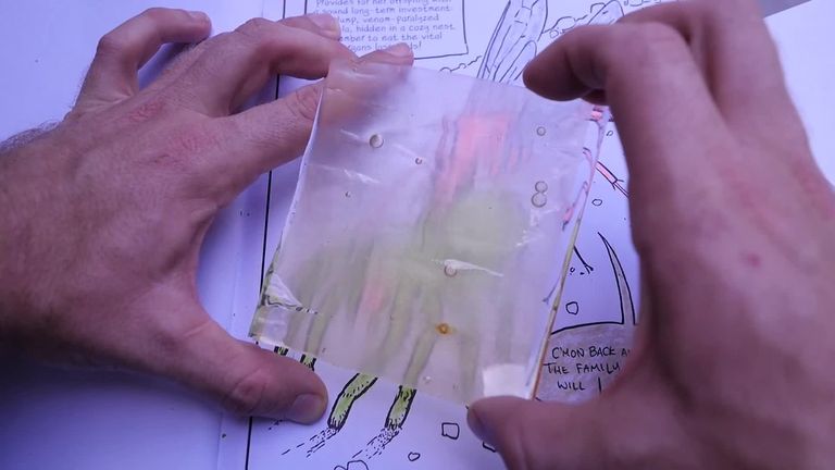  الخشب الشفاف قد يكون بديلاً مستدامًا للزجاج أو البلاستيك