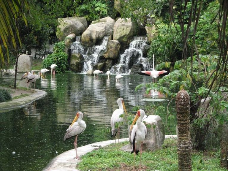 أفضل منطقة جذب سياحي في كوالالمبور منتزه كوالالمبور للطيور
