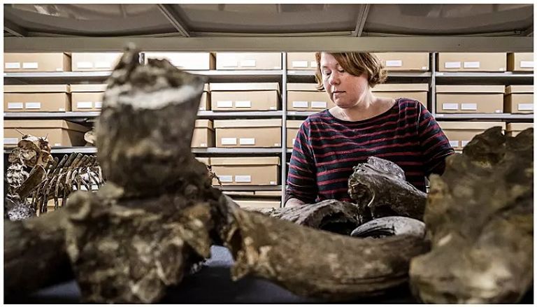 صور متخيلة لإنسان جاوة- من الإنترنت