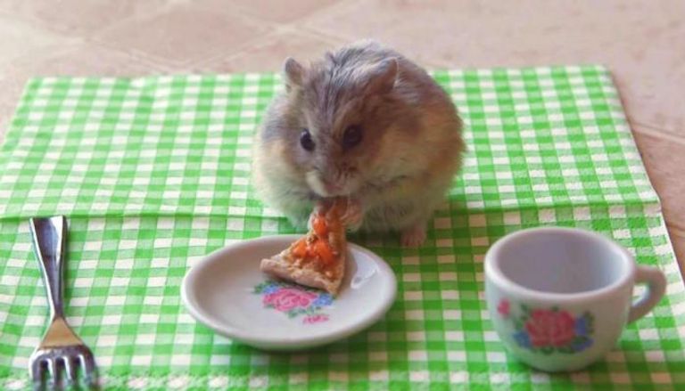 الضغط التطوري دفع الفئران لأكل البيتزا للبقاء