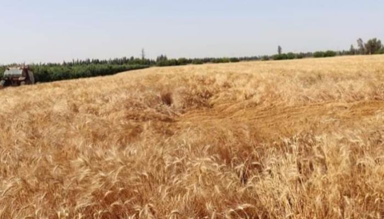 حقول القمح في تونس