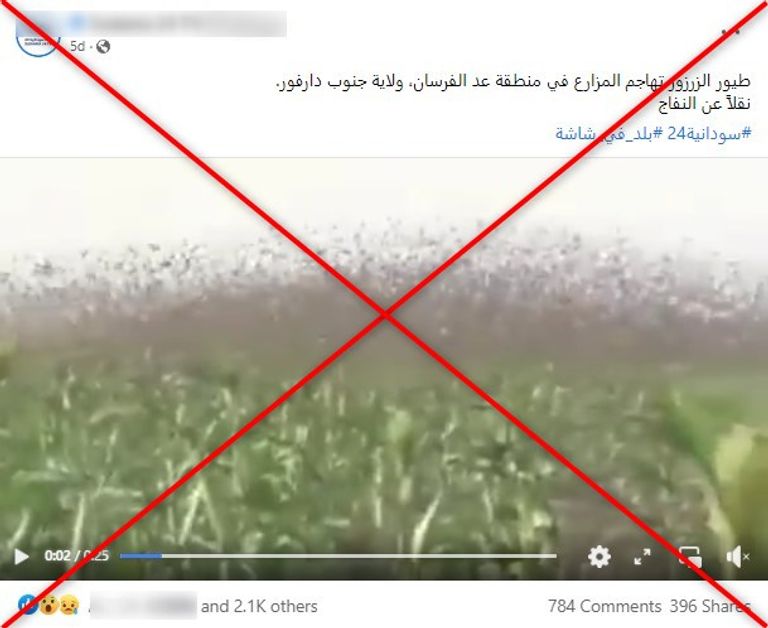 سرب من طيور الزرازير فوق حقل زراعي - أرشيفية