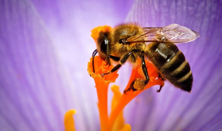 خلية نحل - أرشيفية