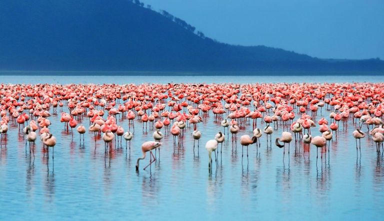 أفضل 10 وجهات سياحية في العالم - الاحتياطي الوطني الكيني في كينيا