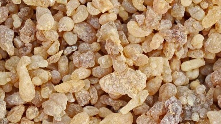 إحدى أشجار اللبان في سقطرى- أرشيفية