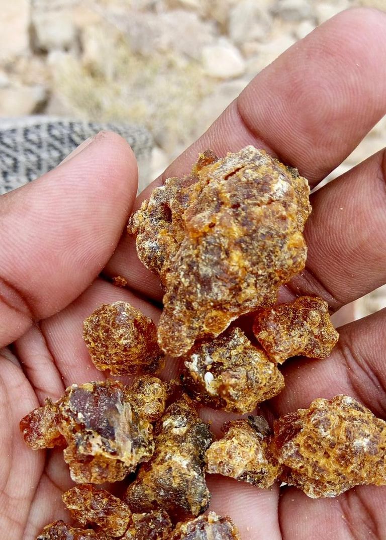 إحدى أشجار اللبان في سقطرى- أرشيفية