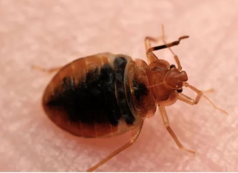 بق الفراش- أرشيفية