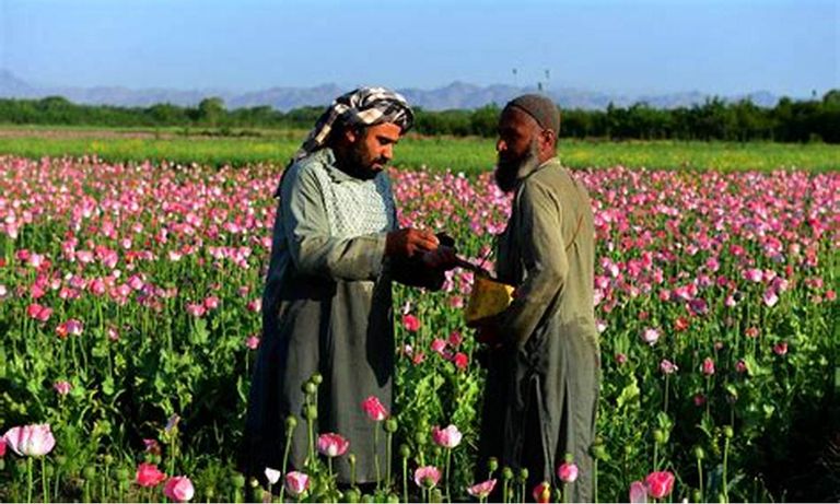 مزارع الخشخاش - أرشيفية