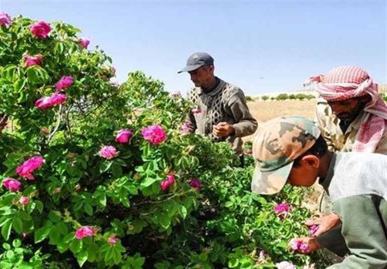 مزارع الخشخاش - أرشيفية