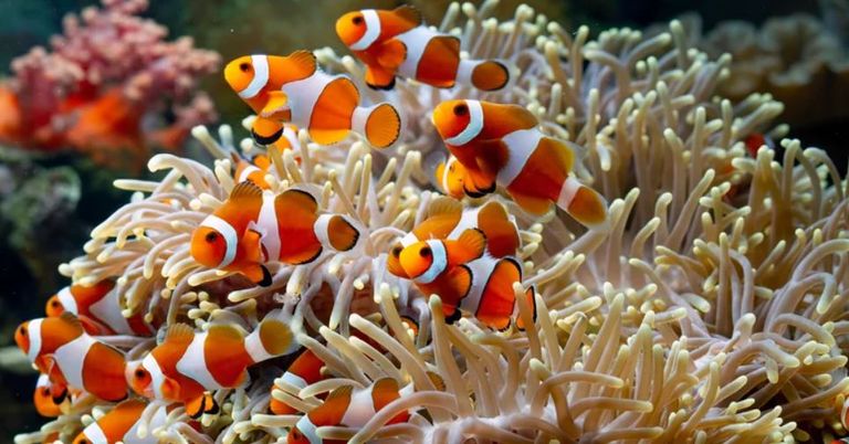 ضفدع - أرشيفية