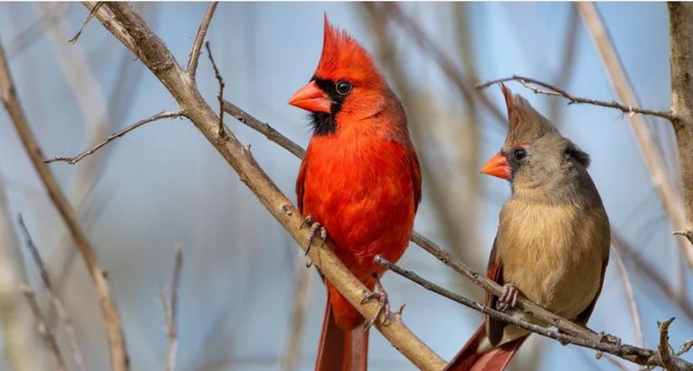 ضفدع - أرشيفية
