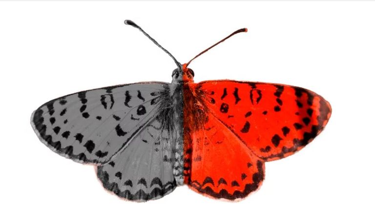 ضفدع - أرشيفية