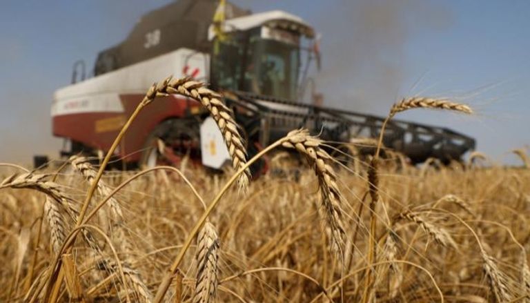 القمح يتراجع 6% بعد إعلان روسيا استئناف مشاركتها في اتفاق تصدير الحبوب