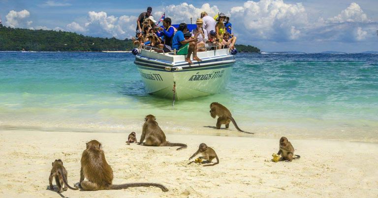 جزيرة "Monkey Beach" أحد أفضل جزر بوكيت أفضل جزر بوكيت