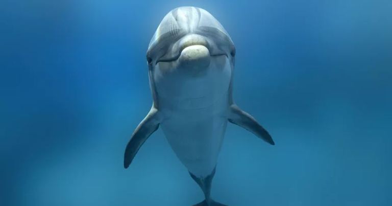 الدلافين تعتني بجلدها مثل الإنسان