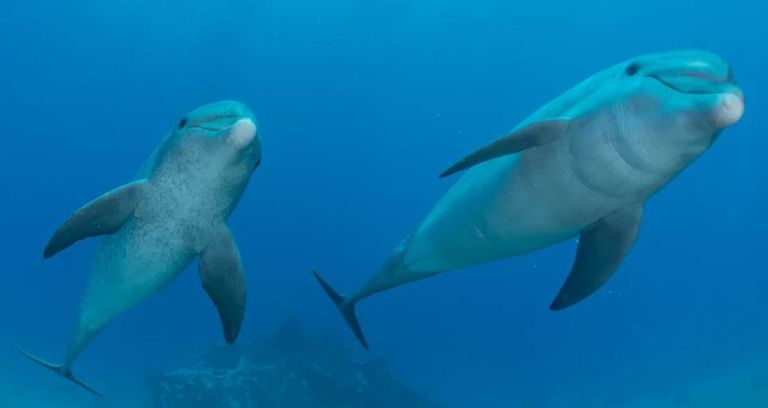 الدلافين تعتني بجلدها مثل الإنسان