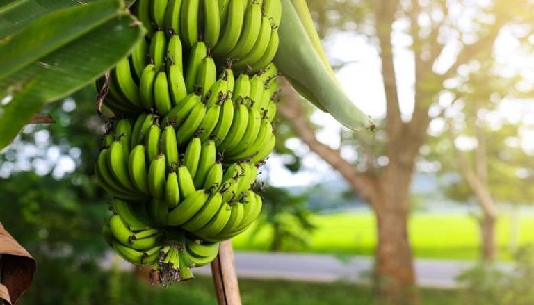 مصر تحذر من تأثير مخلفات الموز على التغير المناخي
