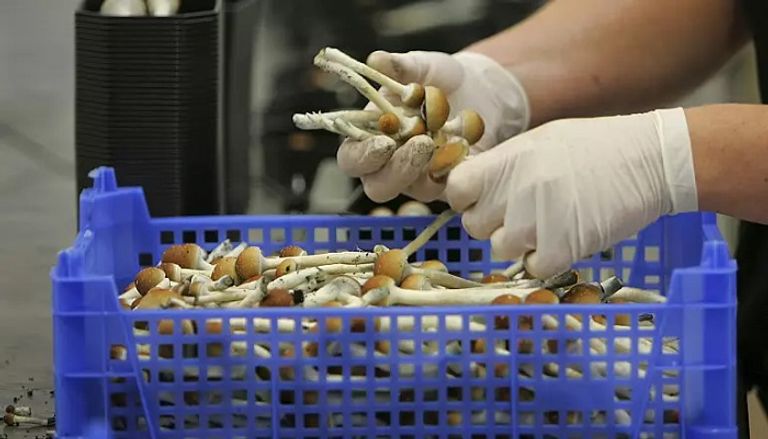 أحد أنواع الفطر المهلوس