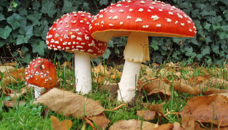 أحد أنواع الفطر المهلوس