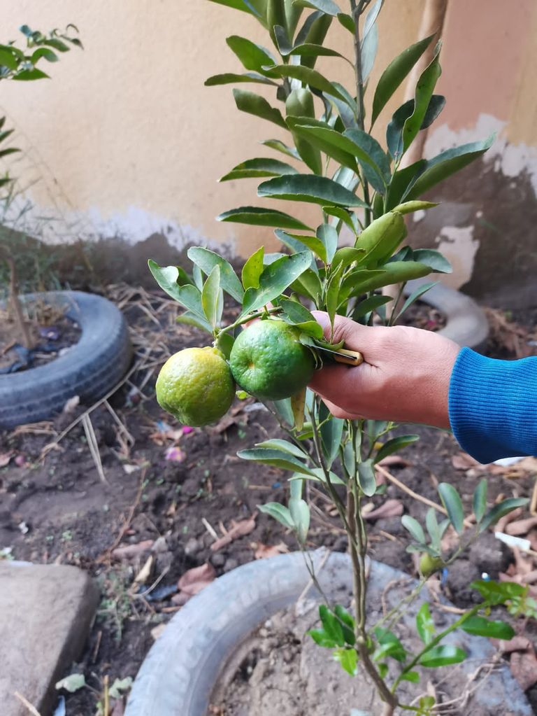 مبادرة "شجرها" تستهدف زراعة الأشجار المثمرة عمر الديب مؤسس مبادرة