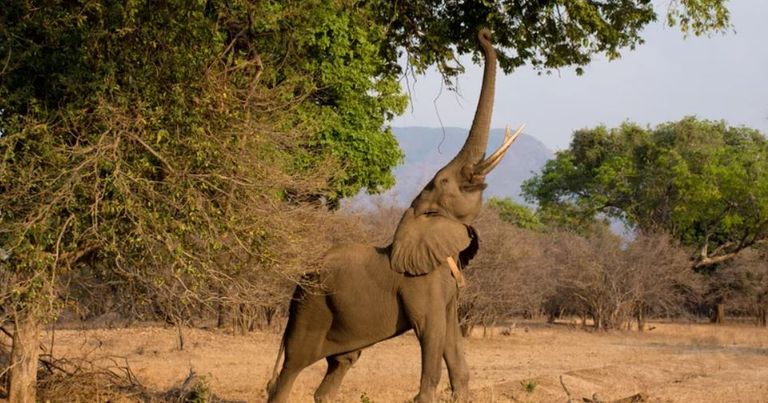 بعض حيوانات الأرض