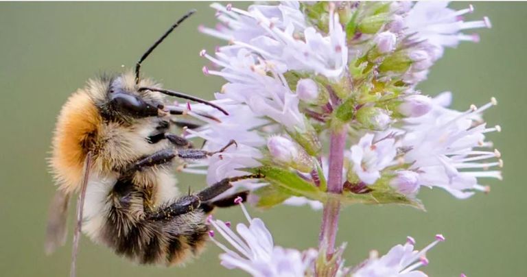 بعض حيوانات الأرض