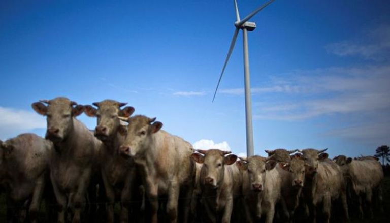 ماشية تتجمع في حقل بالقرب من توربينات الرياح في غرب فرنسا - رويترز
