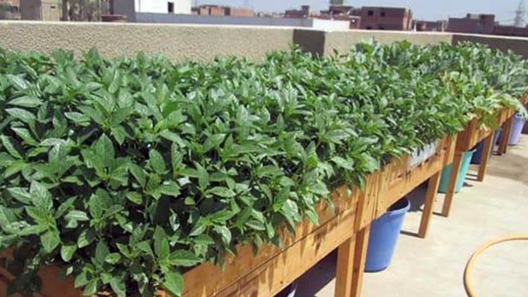 زراعة الأسطح إحدى مبادرات الزراعة المصرية- أرشيفية