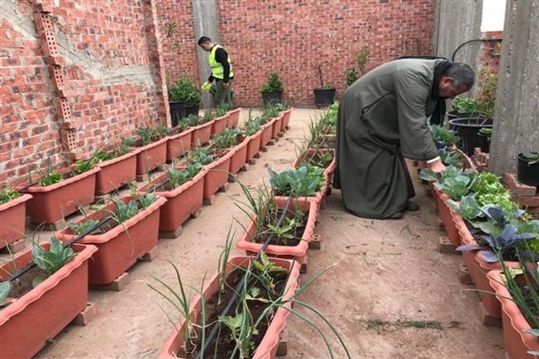 زراعة الأسطح إحدى مبادرات الزراعة المصرية- أرشيفية