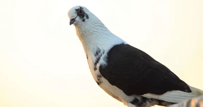 المرض يصيب الحمام بأعراض قاتلة