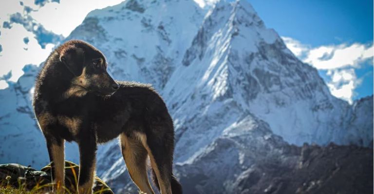 الكلبة روبي- أرشيفية