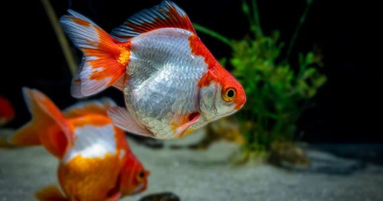 السمكة الذهبية - أرشيفية