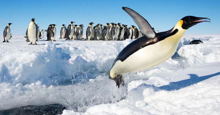 البطاريق المنتصبة - أرشيفية