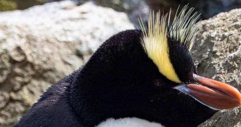 البطاريق المنتصبة - أرشيفية