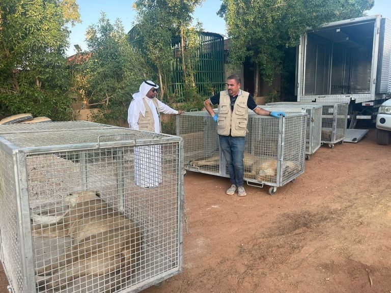 جانب من الأسود المضبوطة