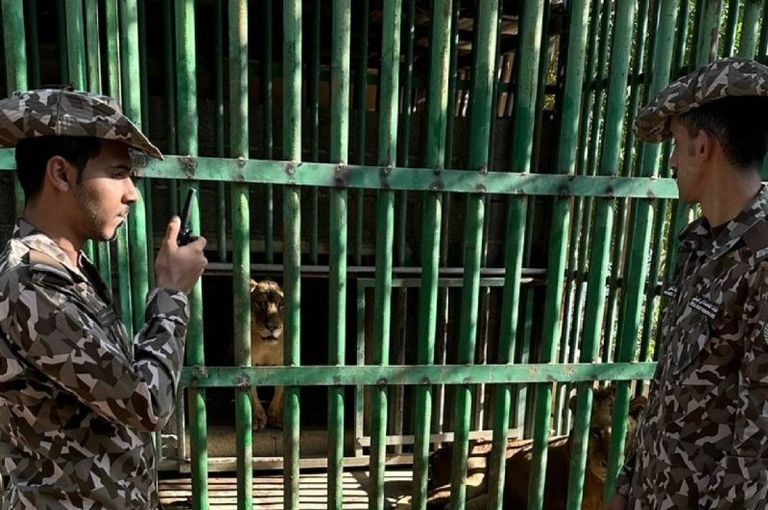 جانب من الأسود المضبوطة