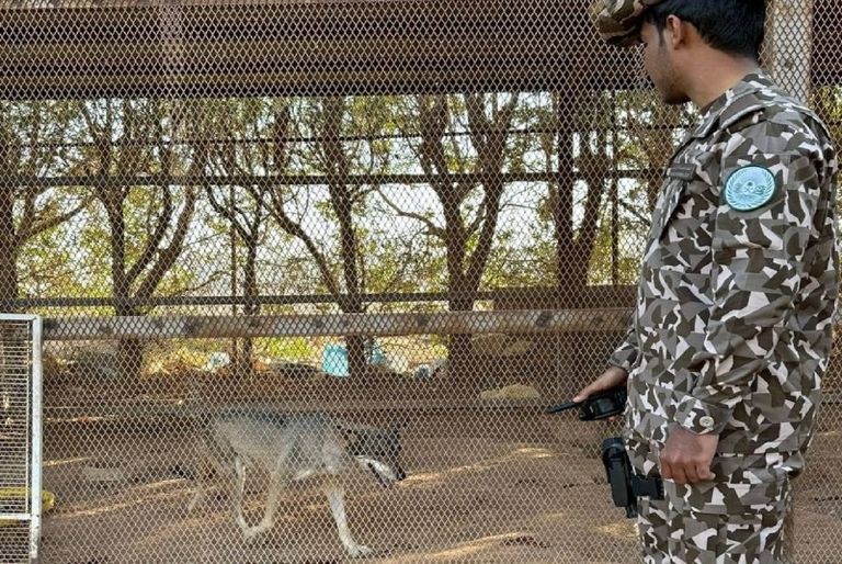 جانب من الأسود المضبوطة