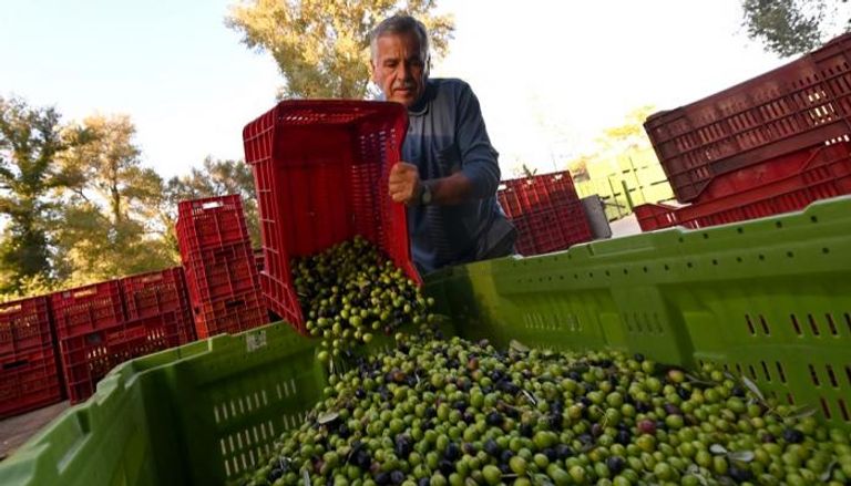 زراعة الزيتون تزدهر في البوسنة... بفضل التغير المناخي