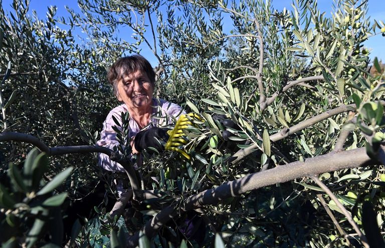 زراعة الزيتون تزدهر في البوسنة... بفضل التغير المناخي