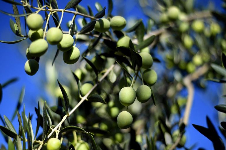 زراعة الزيتون تزدهر في البوسنة... بفضل التغير المناخي