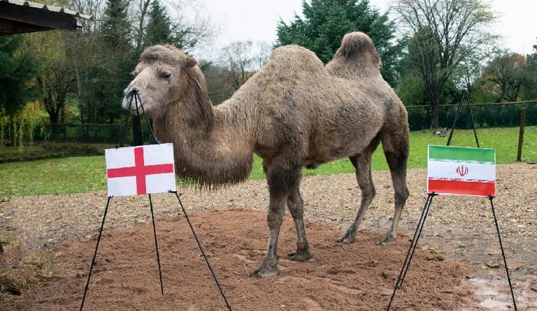 الجمل ينحاز للإنجليز منتخب قطر - صورة أرشيفية