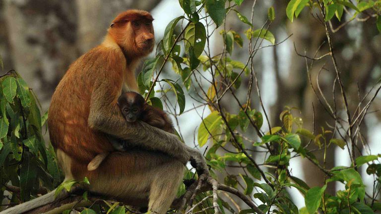 Kalimantan National Park in Borneo is one of the tourist attractions in Indonesia for families