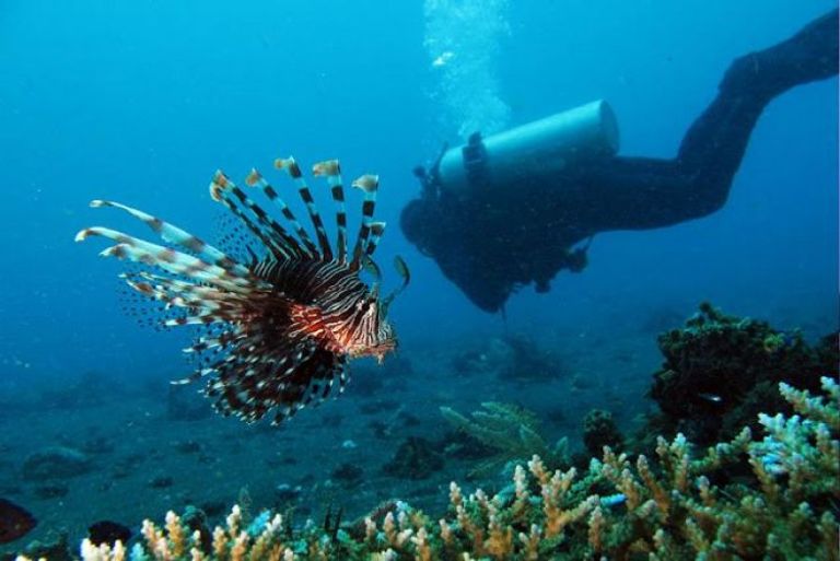 Enjoy the seabed at Bunaken Island, one of the tourist spots in Indonesia for families