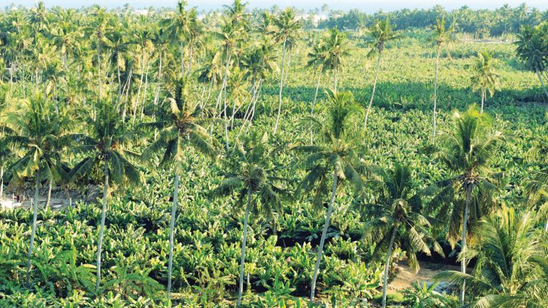 مزارع الموز وجوز الهند أحد الأماكن السياحية في صلالة الأماكن السياحية في صلالة.. 5 بقاع في أرض اللبان والبخور