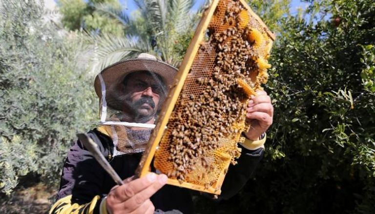  تغير المناخ.. حصار مختلف يعاني منه نحل العسل في غزة