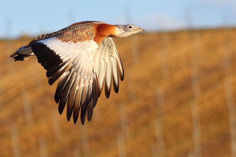 طائر الحبارى 