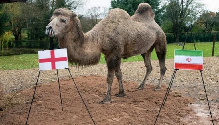 الناقة التي توقعت فوز إنجلترا على إيران