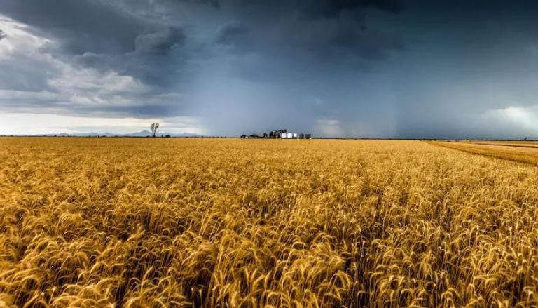 القمح يعاني الطقس المتطرف في أستراليا