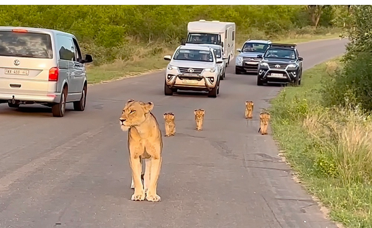 أنثى الأسد وأشبالها تتسبب في زحام مروري