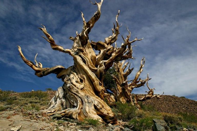 معلومات عامة أقدم شجرة في العالم معلومات عامة حول العالم في كل المجالات